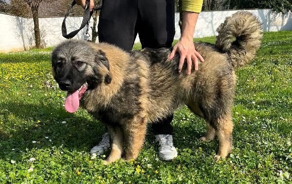 VIENNA CUCCIOLA PASTORE DEL CAUCASO Foto 7